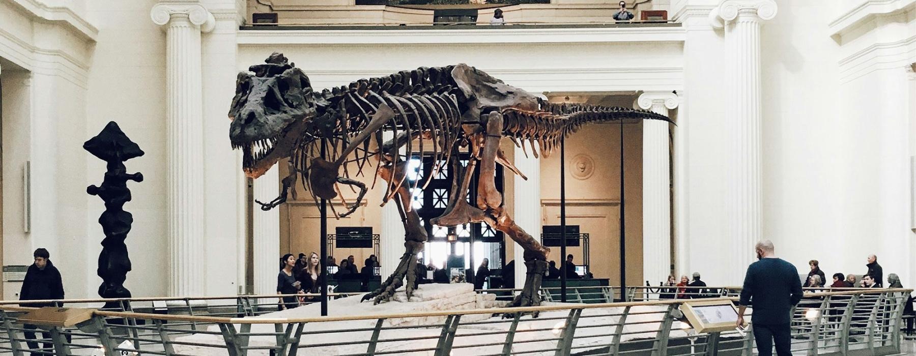 a large museum with a large arched doorway and dinosaur skeleton